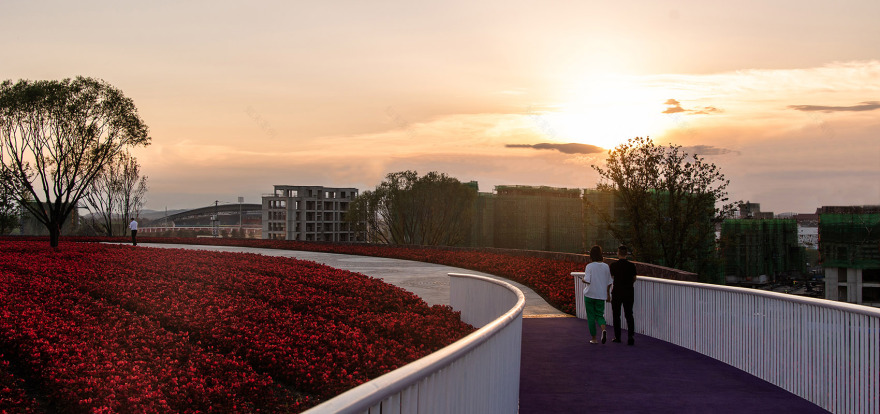 梅河口浪漫花海公园丨中国吉林丨麦田景观-77