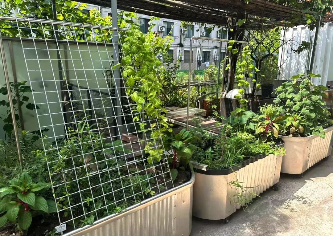 张唐探索|孤芳自赏的勇气——有.园张唐景观屋顶花园一年更新-110