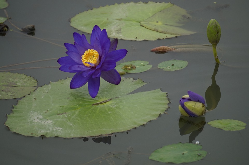 “水上百合之屋”（“Къщата с водните лилии”）丨英国-33