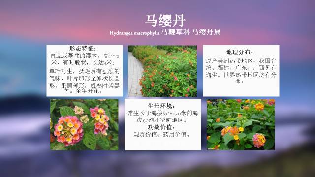 秋凌景观陪伴你学习的第3128天-60