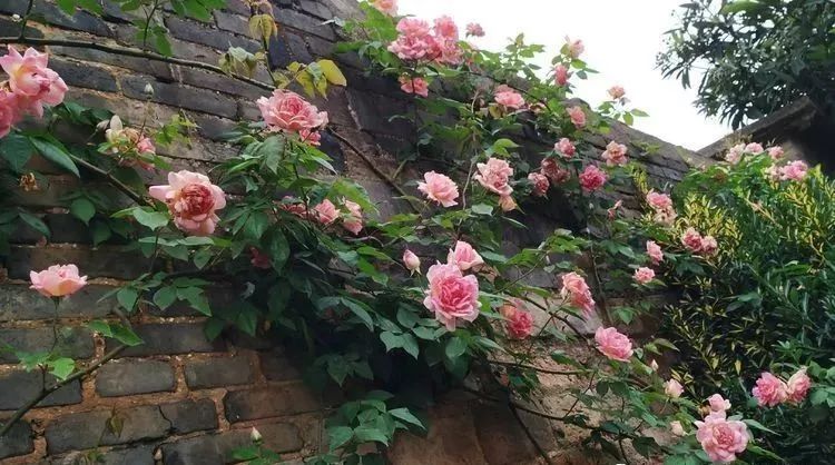 她花了4年，用月季，铁线莲，绣球把农村破败的小院打造成了花海，惊艳了时光-31