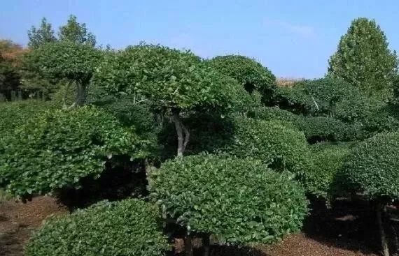 10 大最适合景观造型的树种解析-20