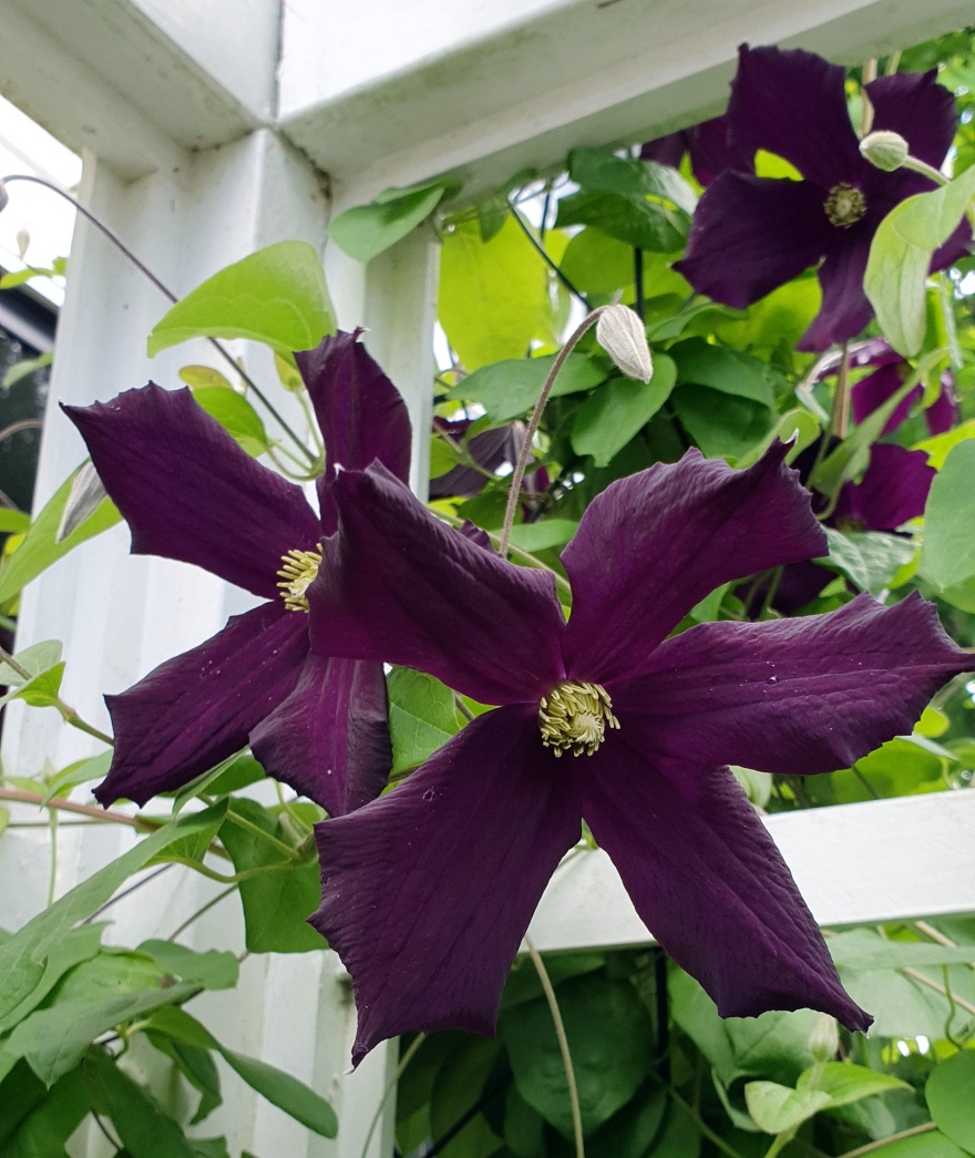 TwoConnect私人花园丨New ZealandAuckland丨Mary和Mark Jones-53