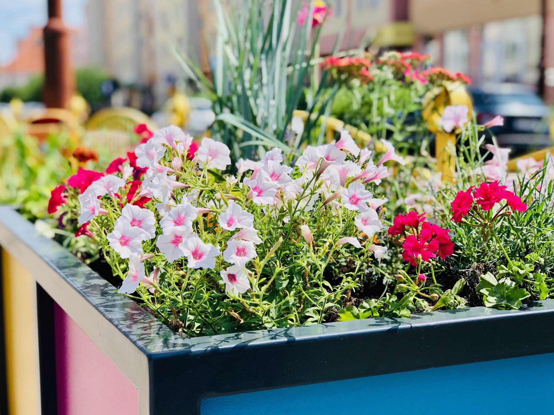 Elbląg新大型花盆公共空间增色项目丨波兰埃尔布隆格-18