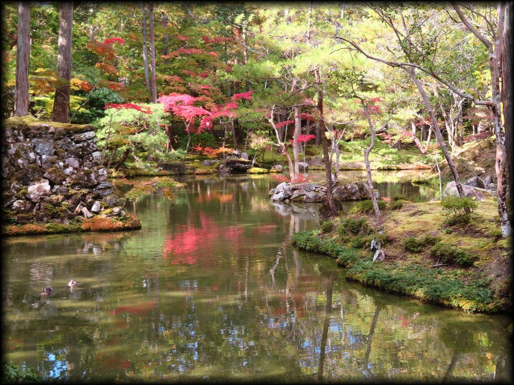 苔寺（西芳寺）的苔庭（黄金池,金刚池）丨日本京都丨梦窗疎石-9