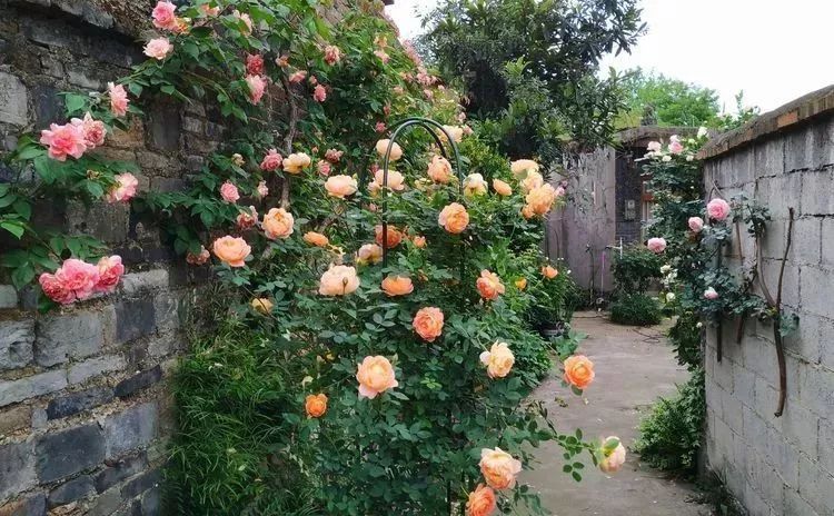 她花了4年，用月季，铁线莲，绣球把农村破败的小院打造成了花海，惊艳了时光-36