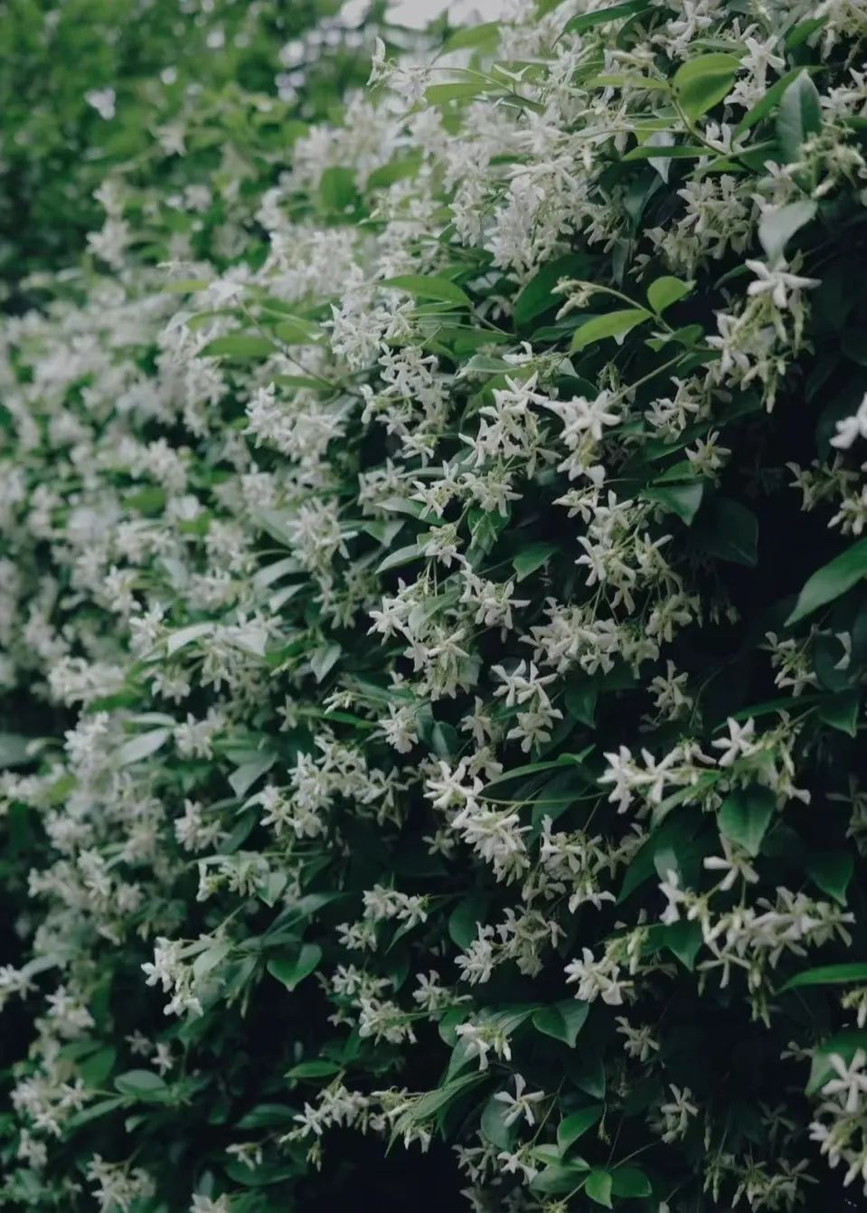 武汉万科·华生·公园大道丨中国武汉丨A&N 尚源景观-53