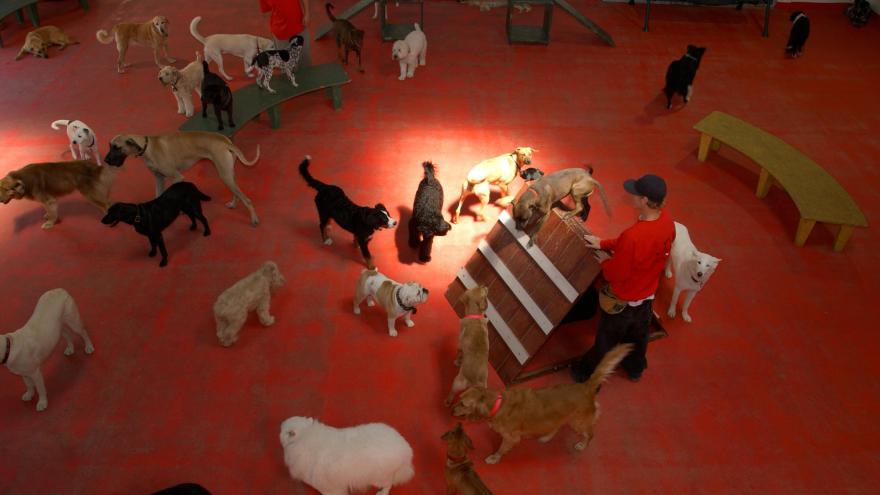 Lundberg Design 犬类日托设施改造项目丨美国加利福尼亚-5