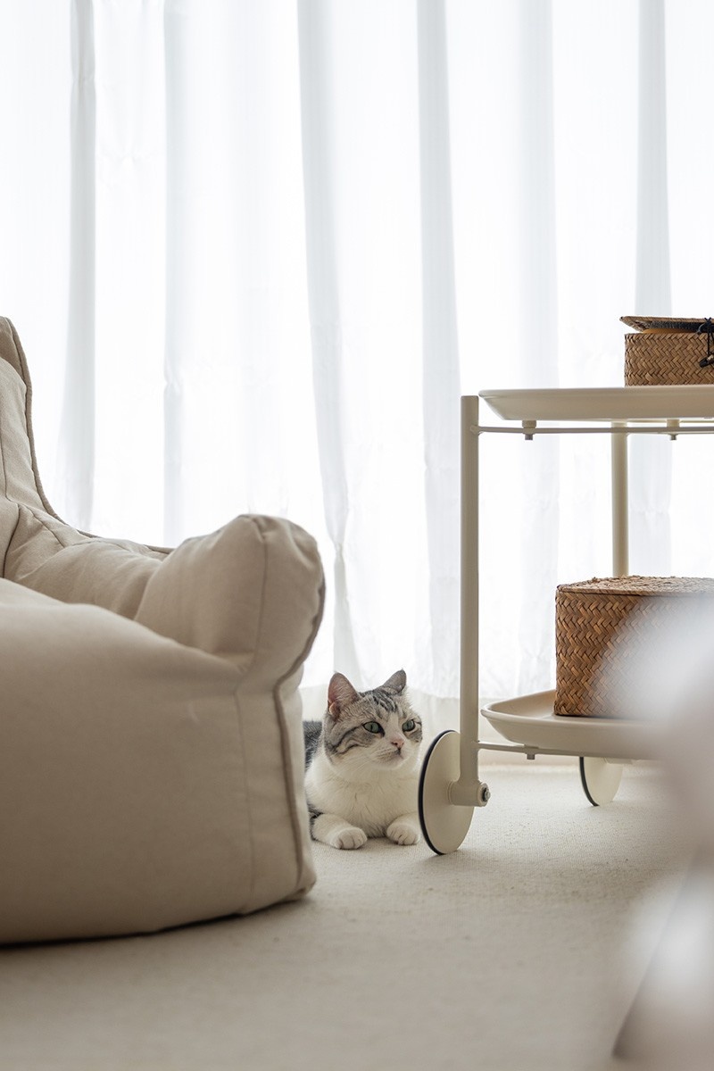 和喵呜一起的奶乎乎的家丨中国昆明丨钟俊峰-33