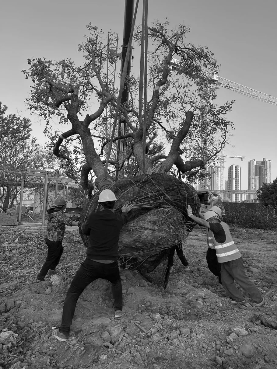 佛山泰丰千玺湾丨中国佛山丨SED新西林景观国际-71