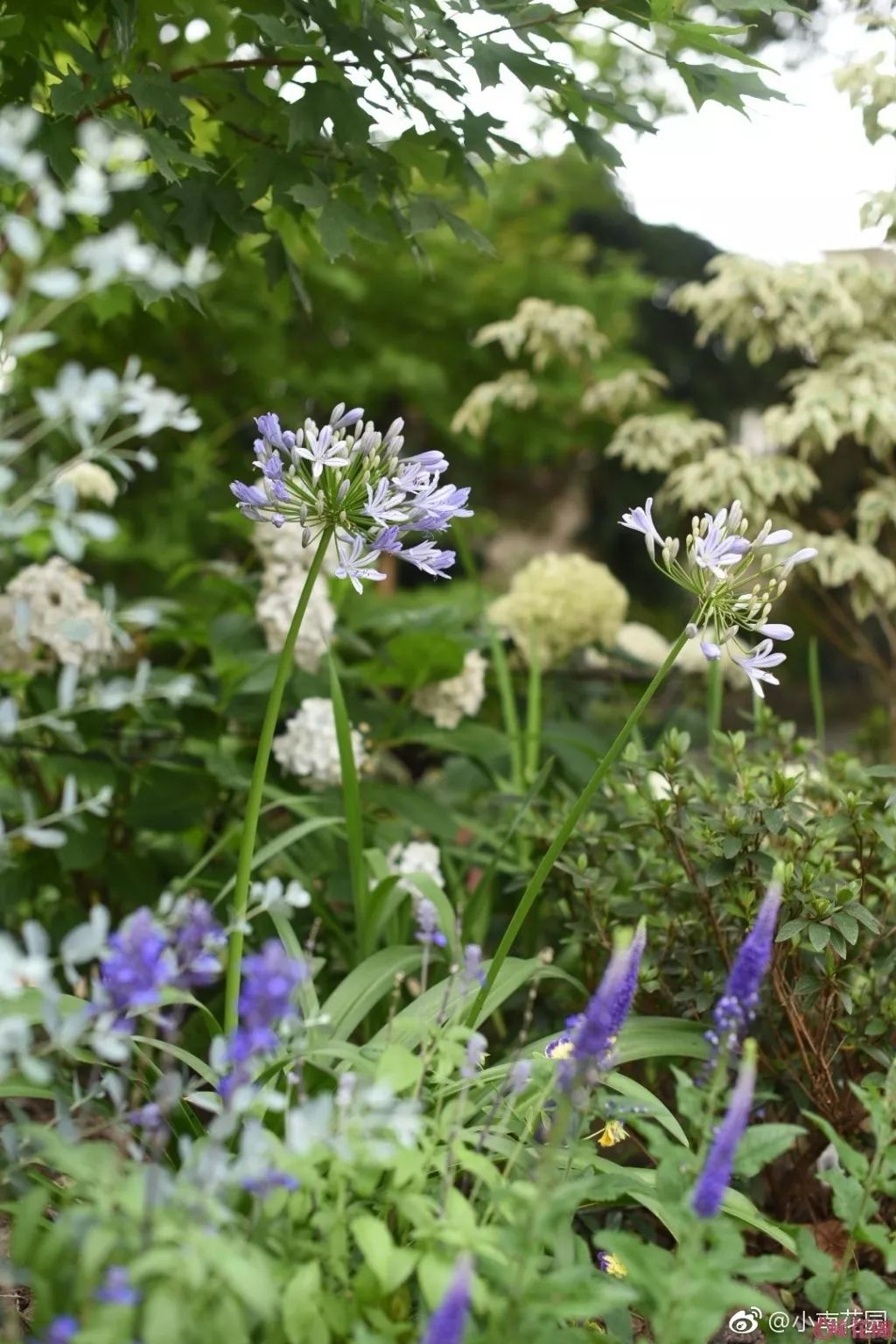 78岁爷爷改造荒废院子，为孙女建起一座花园-19