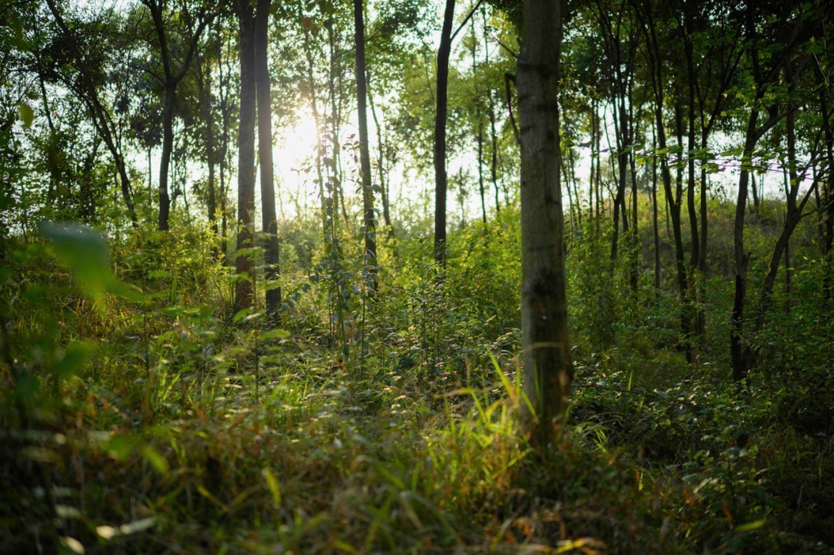 麓野公园丨中国成都丨四川乐道景观设计有限公司-166
