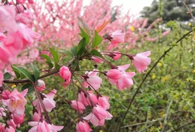 罗汉松 | 庭院中的守财吉祥树-164