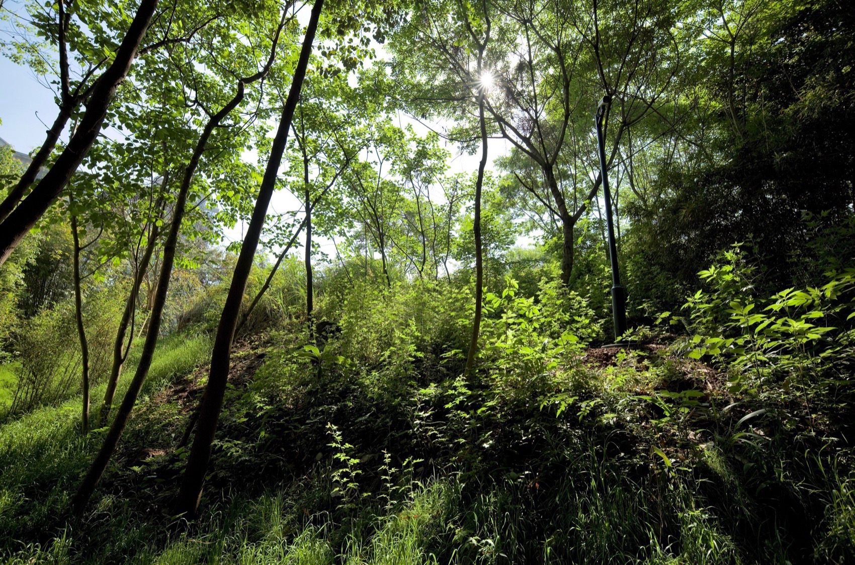 麓野公园丨中国成都丨四川乐道景观设计有限公司-167