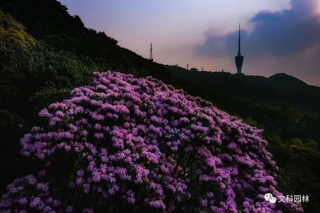 深圳市梧桐山第六届毛棉杜鹃花会景观设计丨中国深圳丨文科园林-25