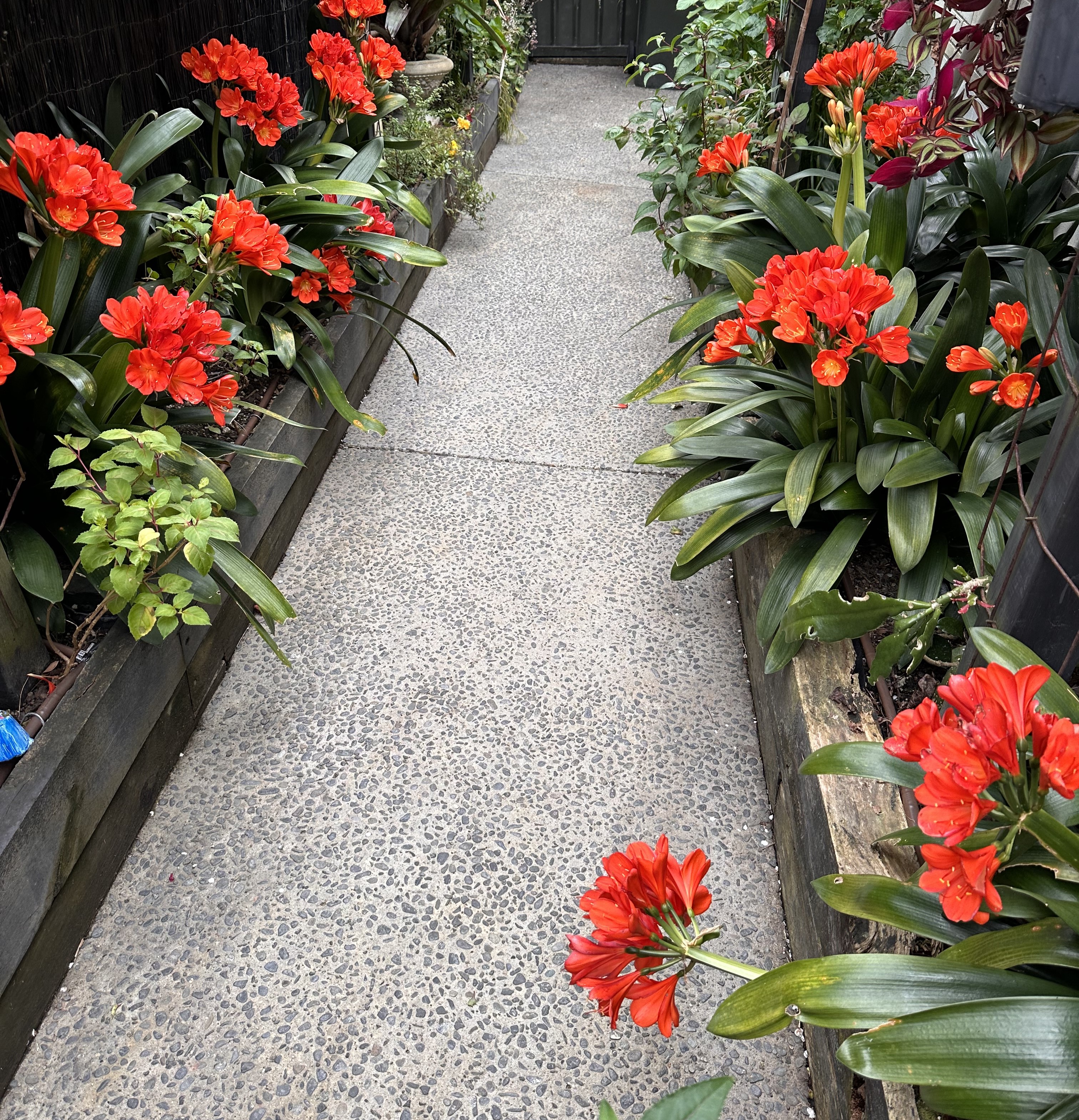 TwoConnect私人花园丨New ZealandAuckland丨Mary和Mark Jones-47