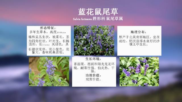 秋凌景观陪伴你学习的第3128天-69