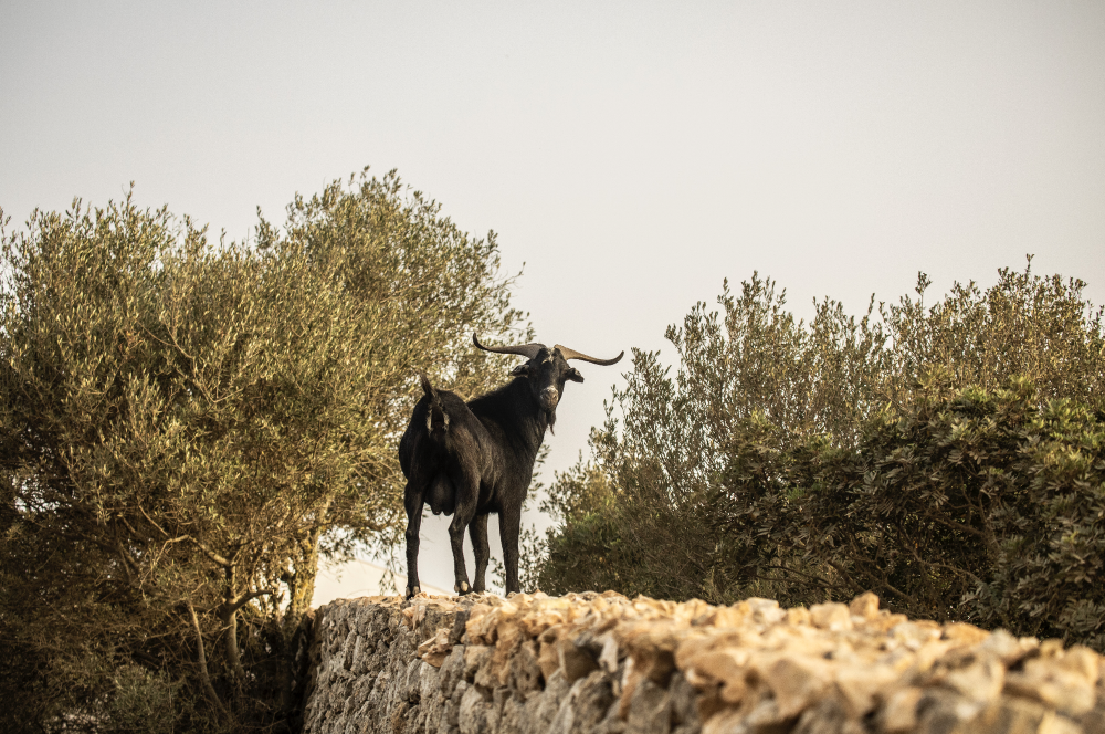 Dorothee Meilichzon 设计 | 西班牙梅诺卡岛 MENORCA EXPERIMENTAL 酒店-48