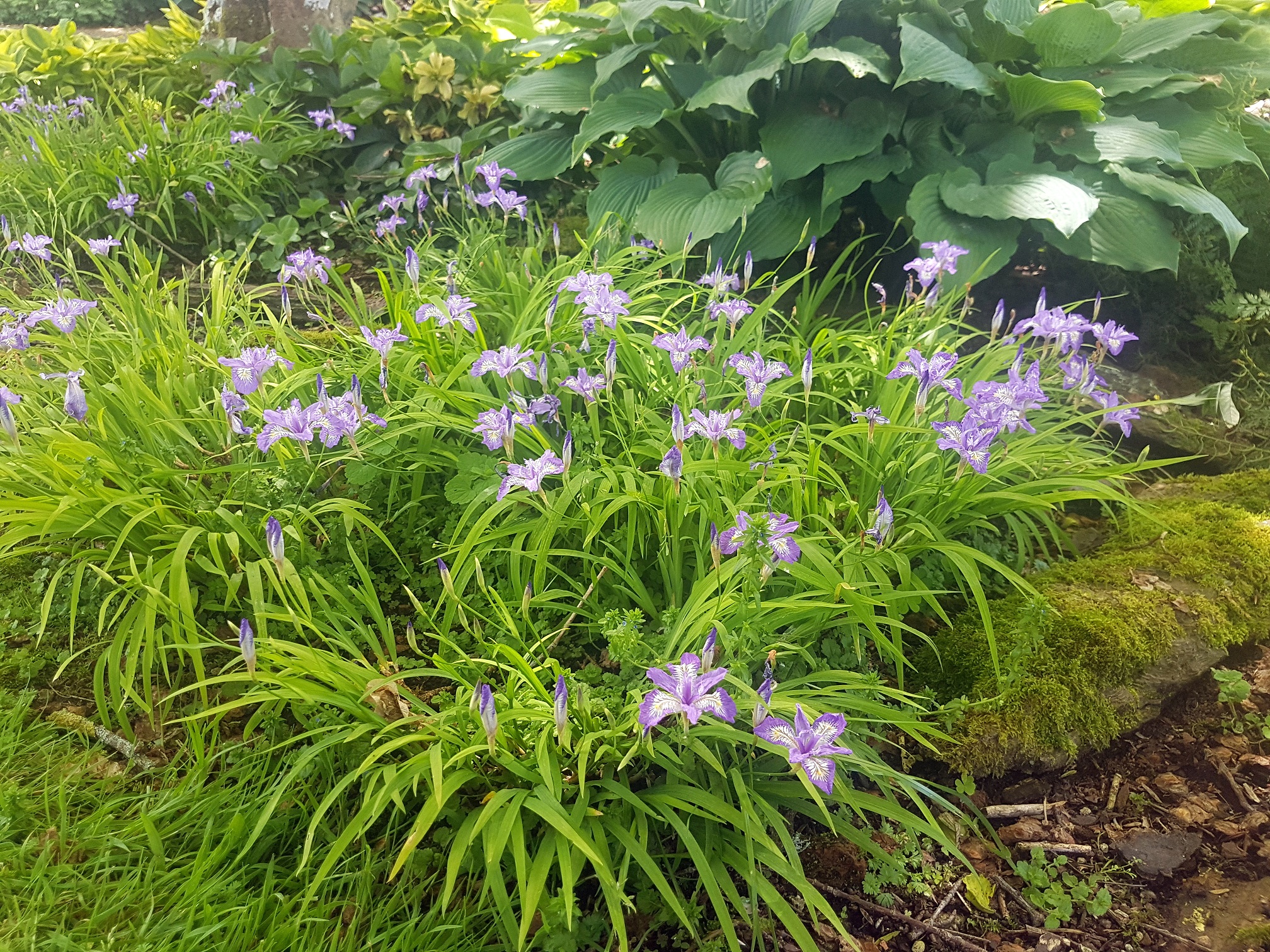 Cairnhill私人花园-16