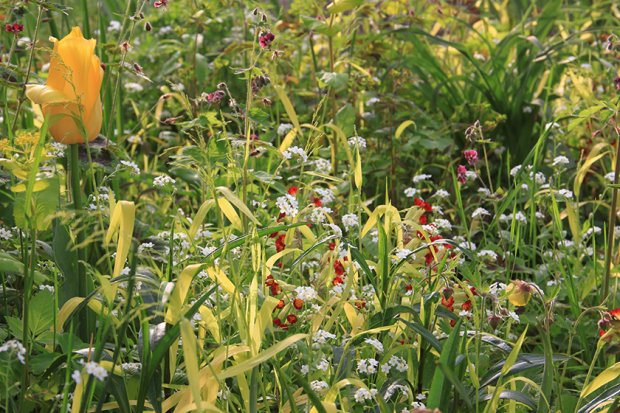 德普莱纳的小菜园丨德国柏林丨Büro Christian Meyer-3