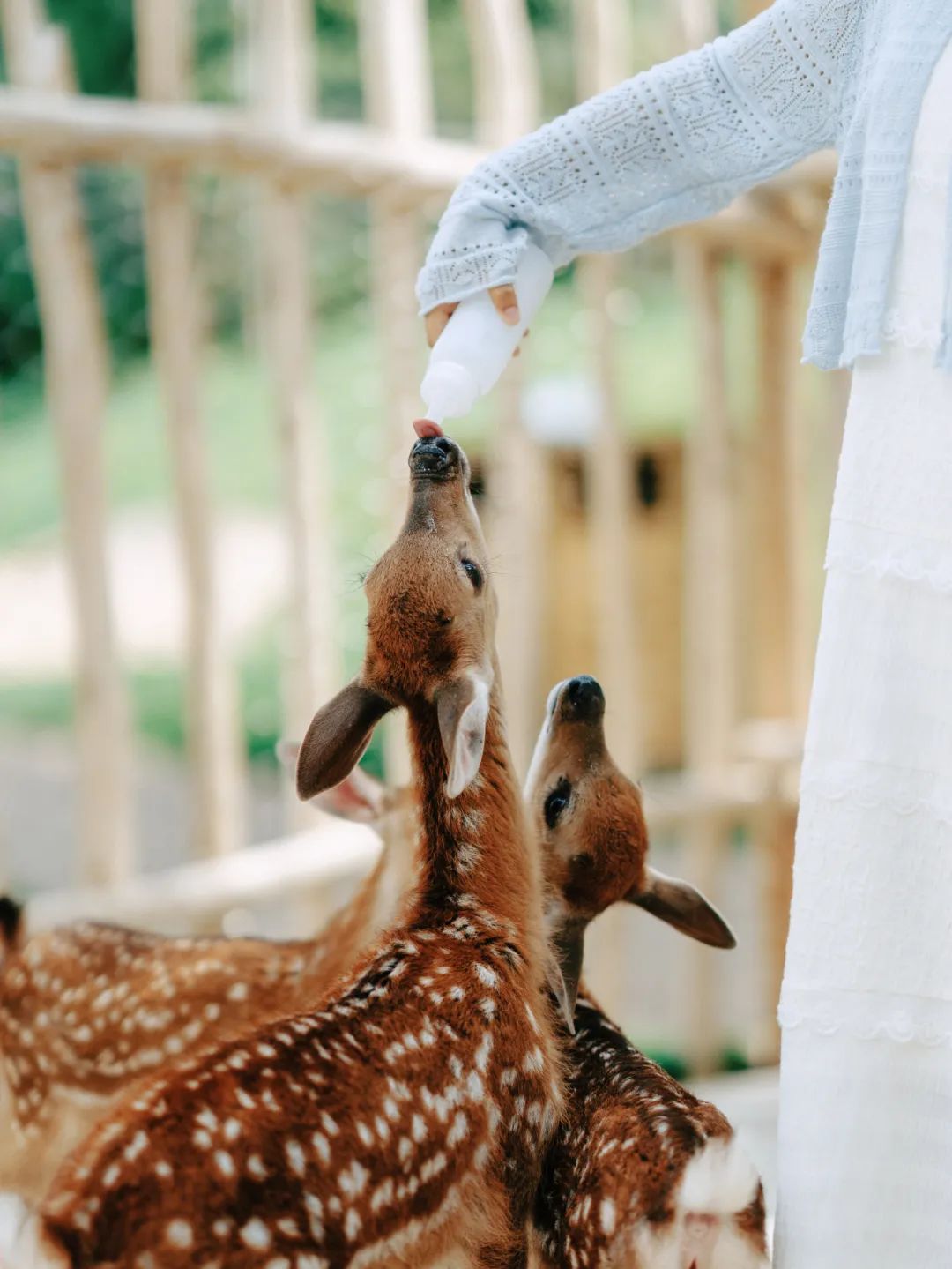 喜随x阿那亚|雾灵山灯塔自然乐园官宣开放！-205