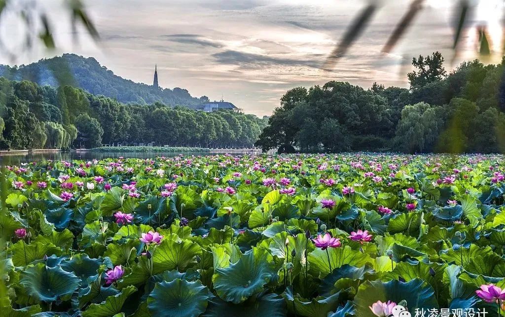 园林文化——寓意解析 | 四君子、花王与雪中四友-232