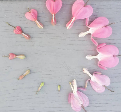 荷包牡丹 | 独特外形与丰富花语的观赏植物-10