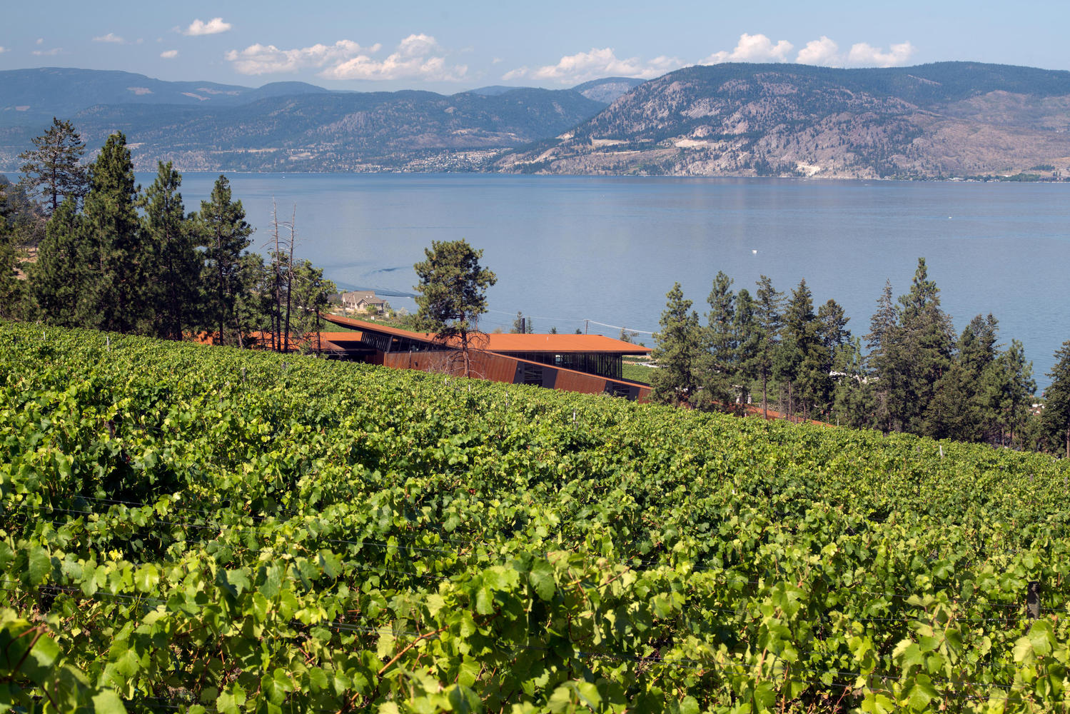 马丁巷酒庄·冯·曼德尔家族的重力酿酒传奇-77