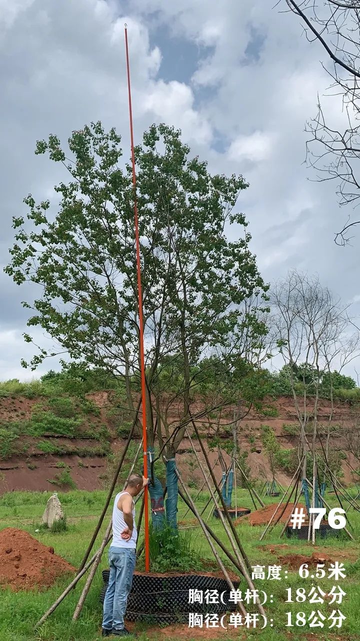 湖南衡阳 148 棵精品乌桕景观设计丨中国衡阳丨看见景观-89