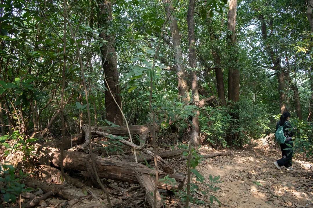 未名新作|山野有乾坤都市藏鲲鹏-深圳山海连城计划罗湖区东湖公园郊野径-莲塘口岸线-66