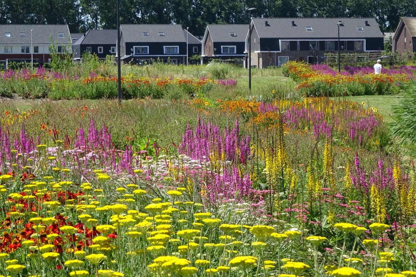 荷兰线性公园丨LOOSvanVLIET-17