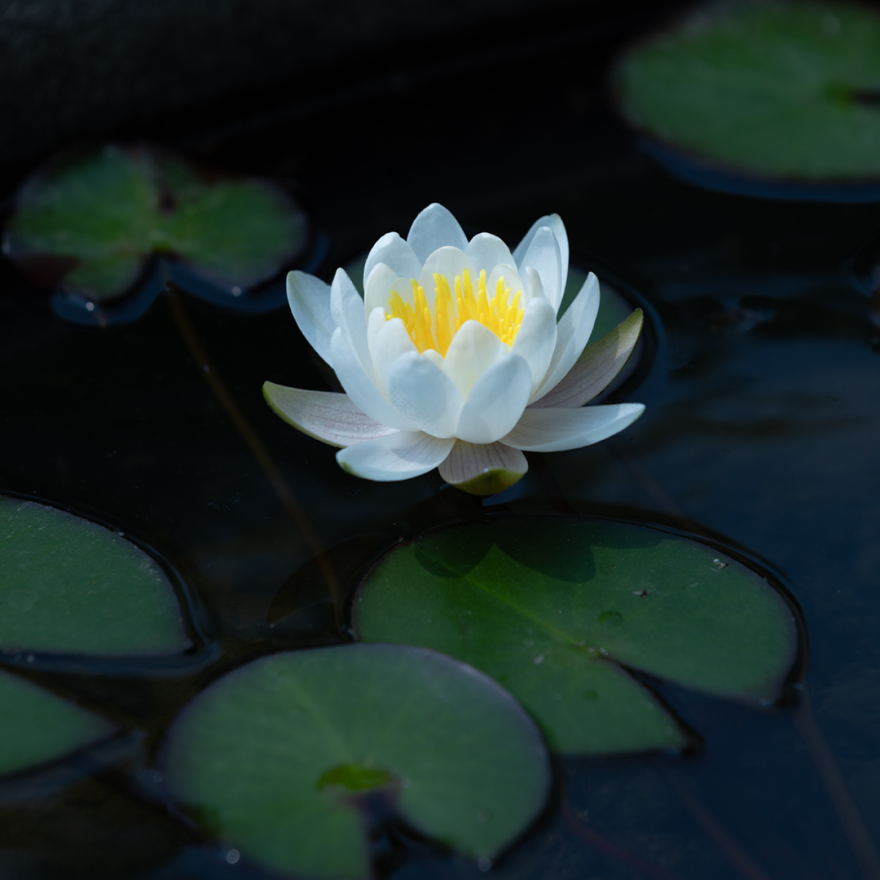 上海养云安缦社区-34