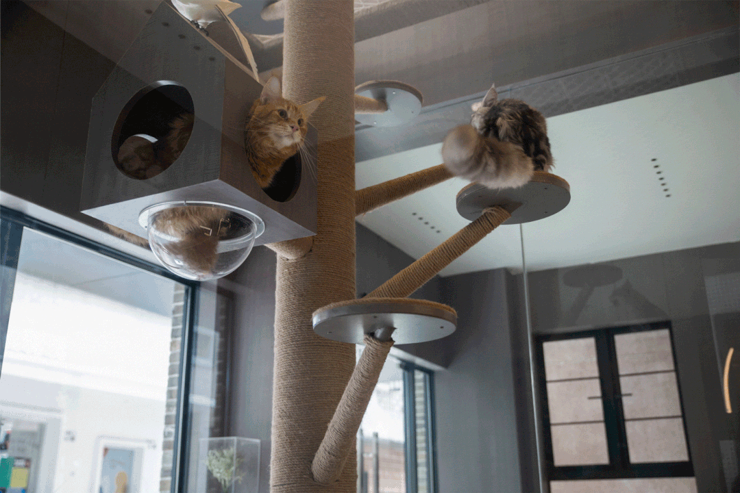 南头古城泊寓猫咖设计丨中国深圳丨SD Design 深圳市艾斯蒂设计有限公司-63