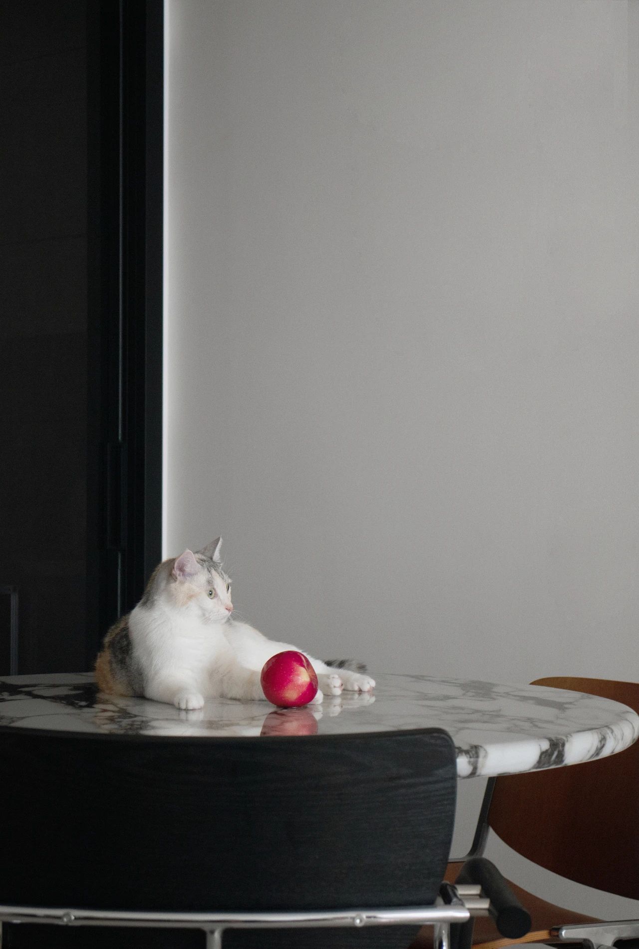 这家有猫丨中国汕头丨OC studio-19