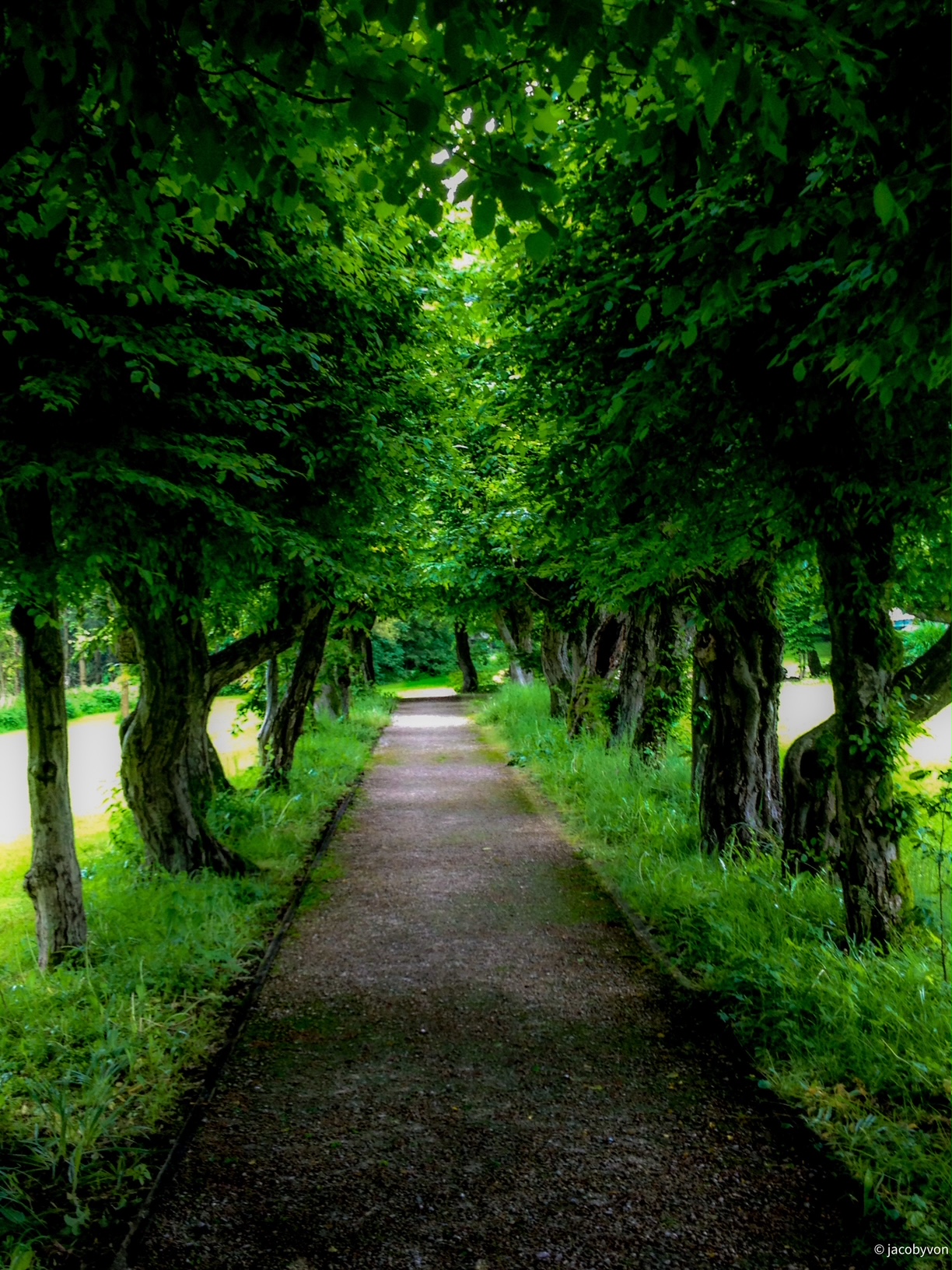 世界上的树木丨Sylvie D.-185