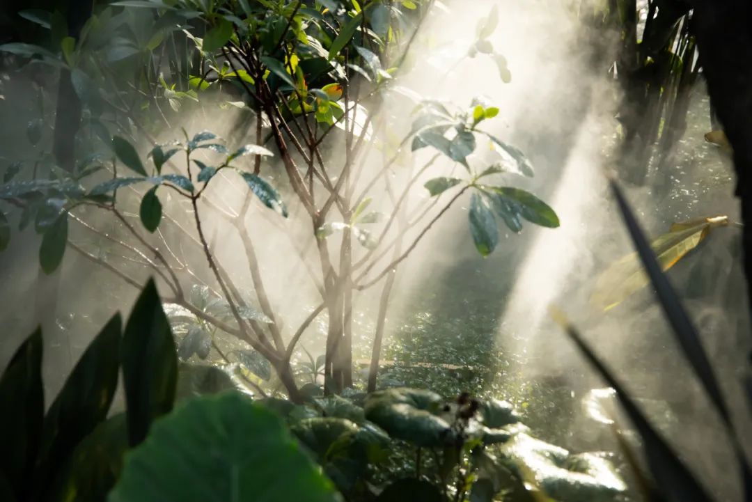 夏日雨林，德桦·御湖和境丨中国成都丨魏玛设计-32