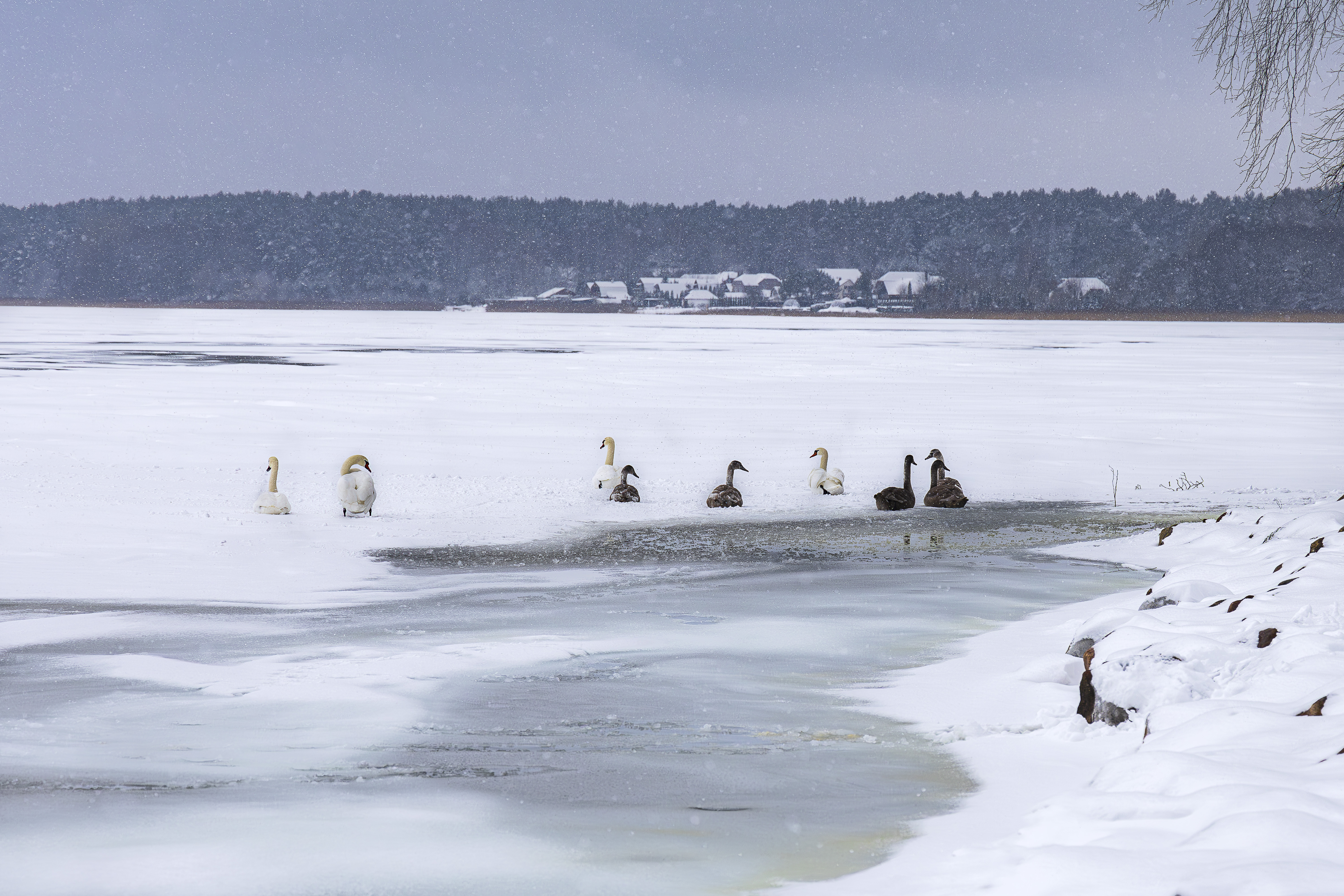 Птицы зимой. Birds in winter.-7