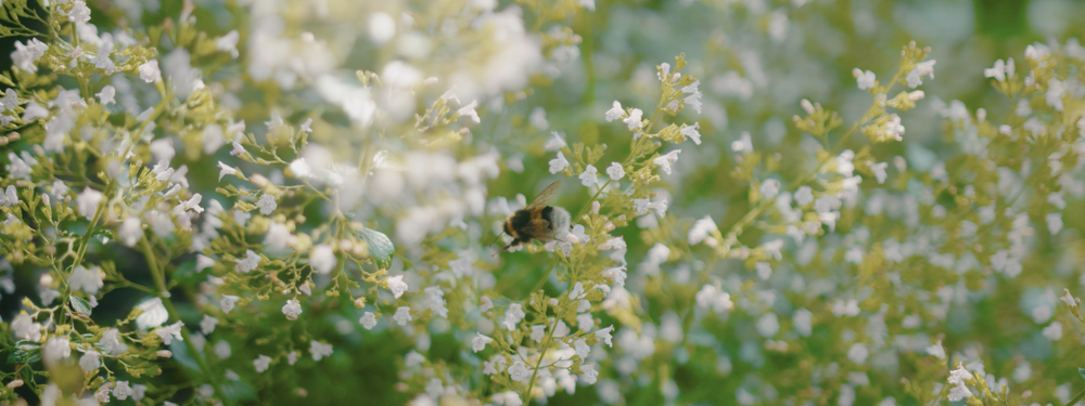 NOS  绿化新闻广场及露台丨荷兰丨NOS  Grasveld 园林与景观建筑师事务所-28
