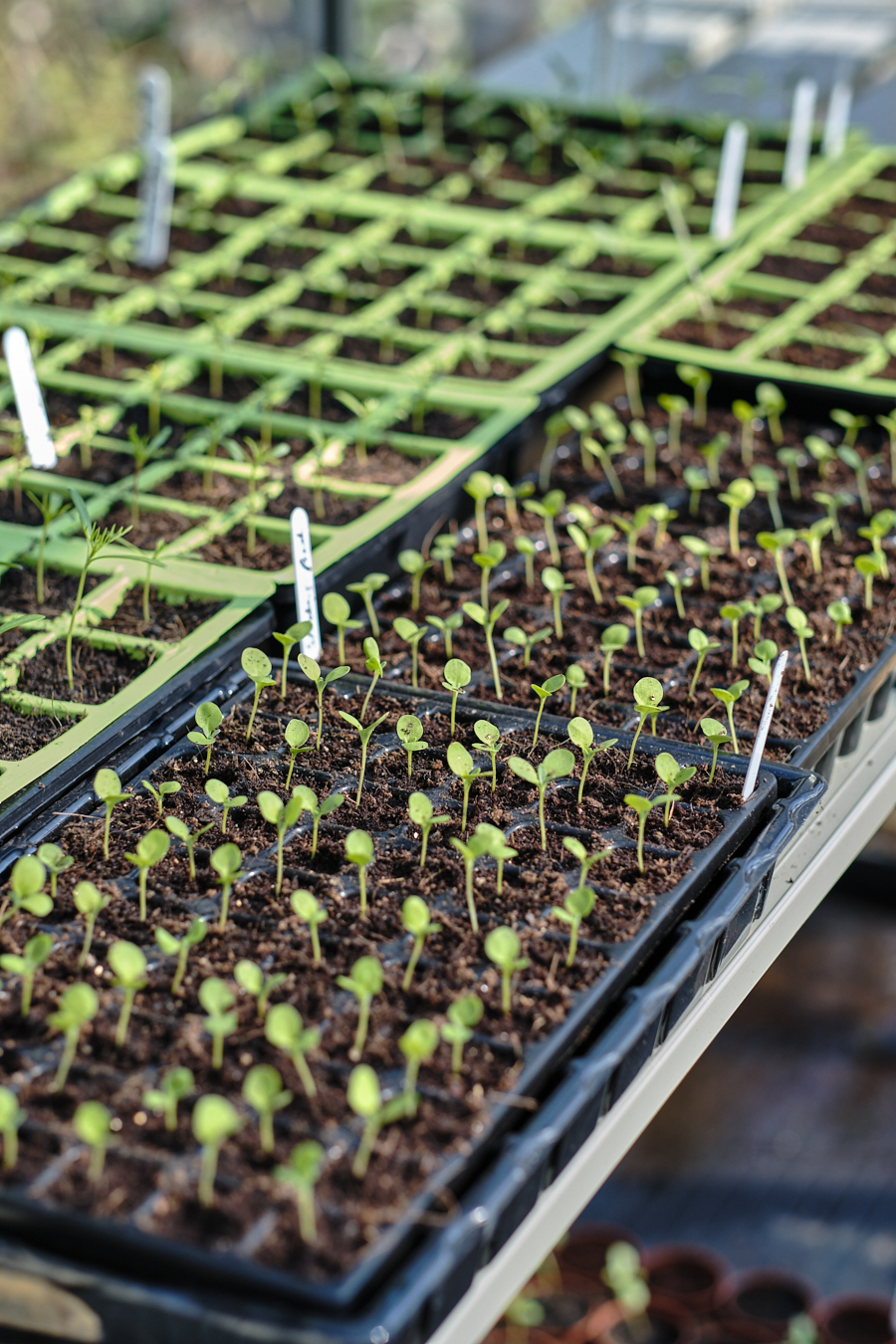 Creating a cottage garden - Lobster and Swan-15