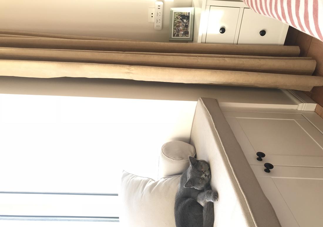 
三只猫的故事 -3