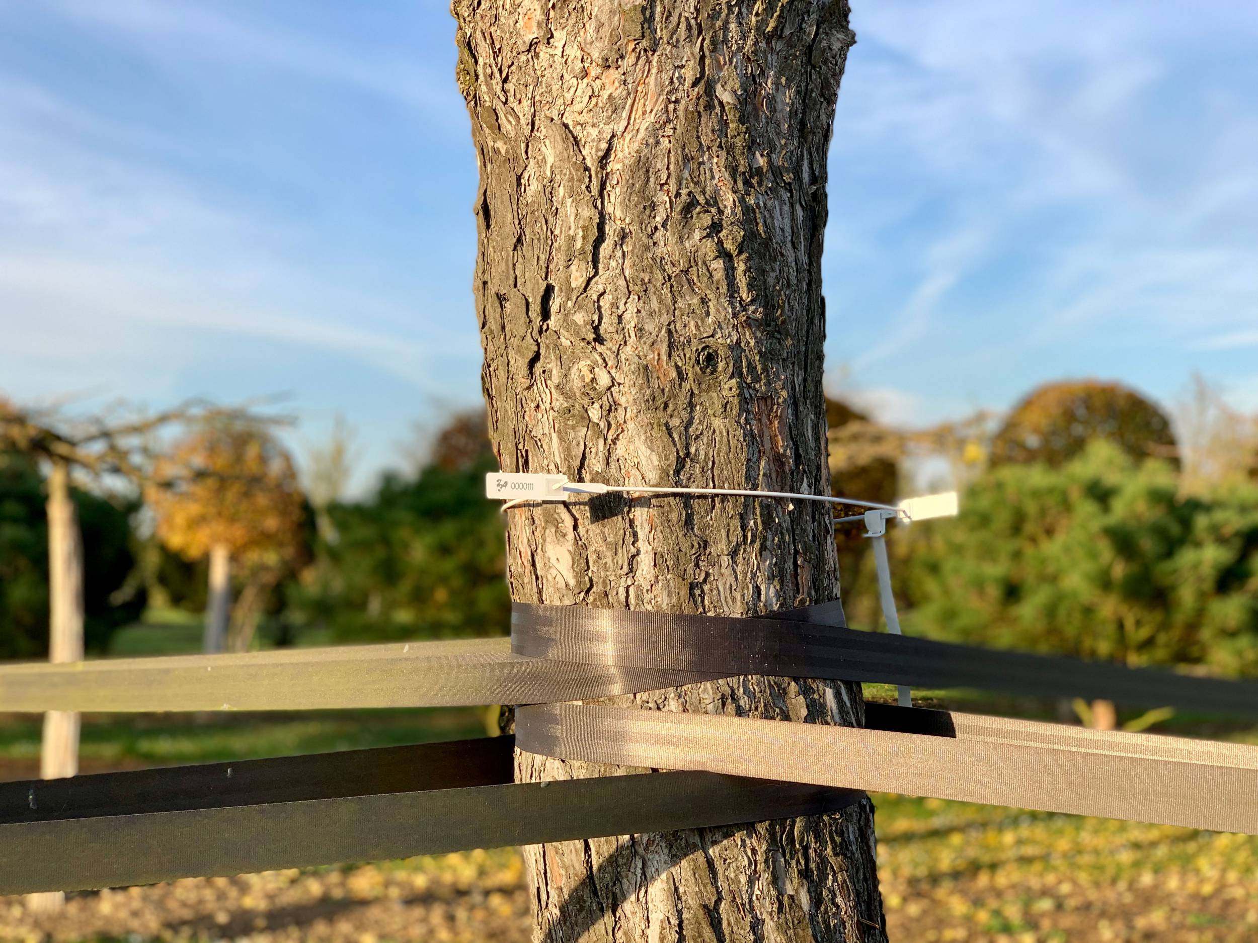 奥运树木种植  未来圣但尼水上中心景观项目丨法国-15