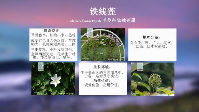 秋凌景观陪伴你学习的第3128天-99