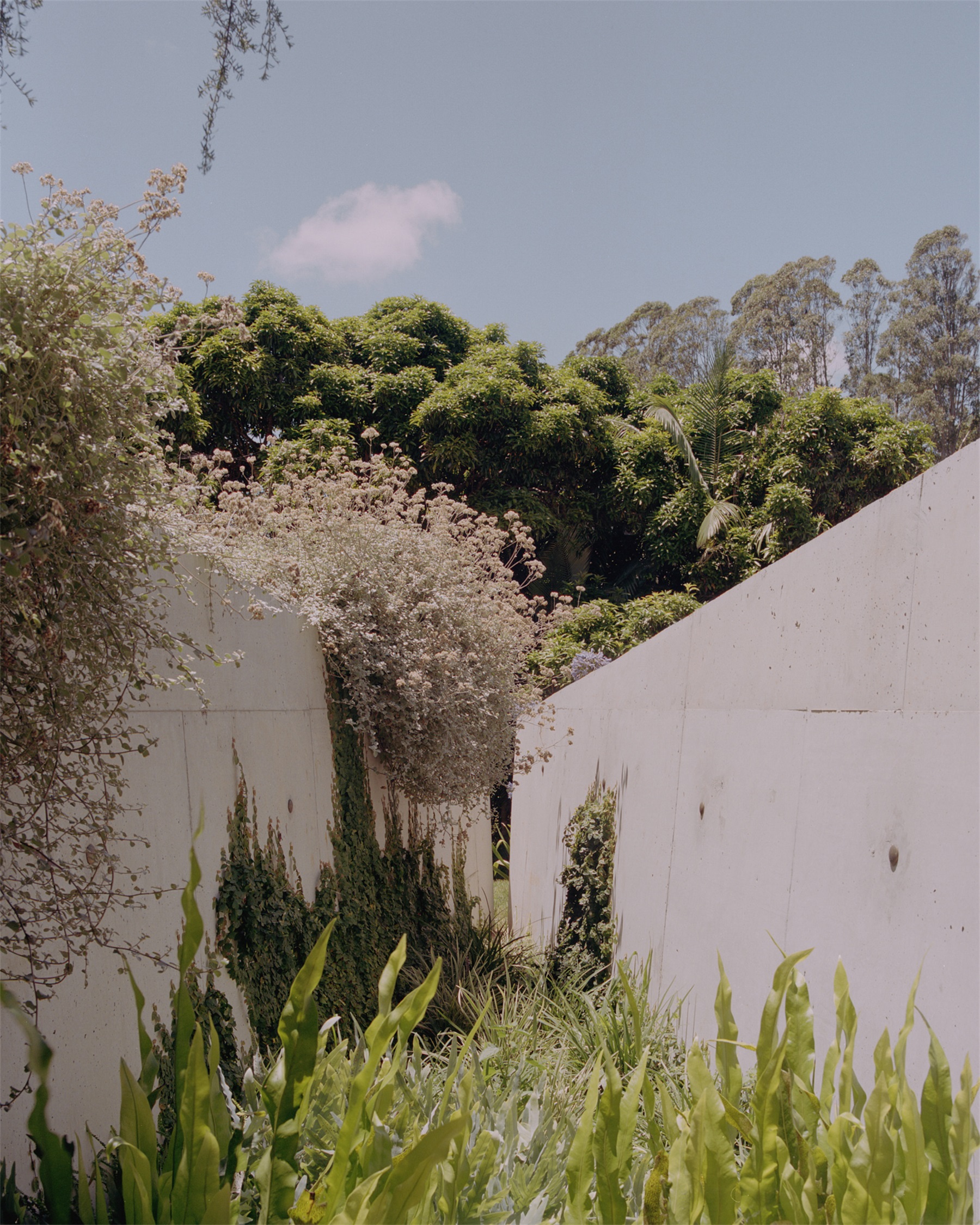 帕洛玛丨澳大利亚悉尼丨Fearon Hay-48