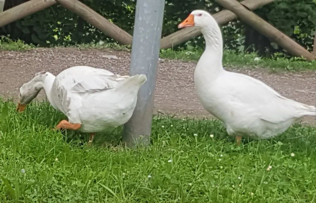 农村小院,生活的理想-55