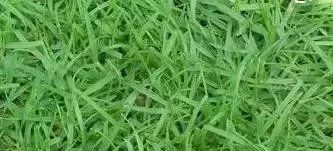 私家花园草坪种植与养护攻略-27