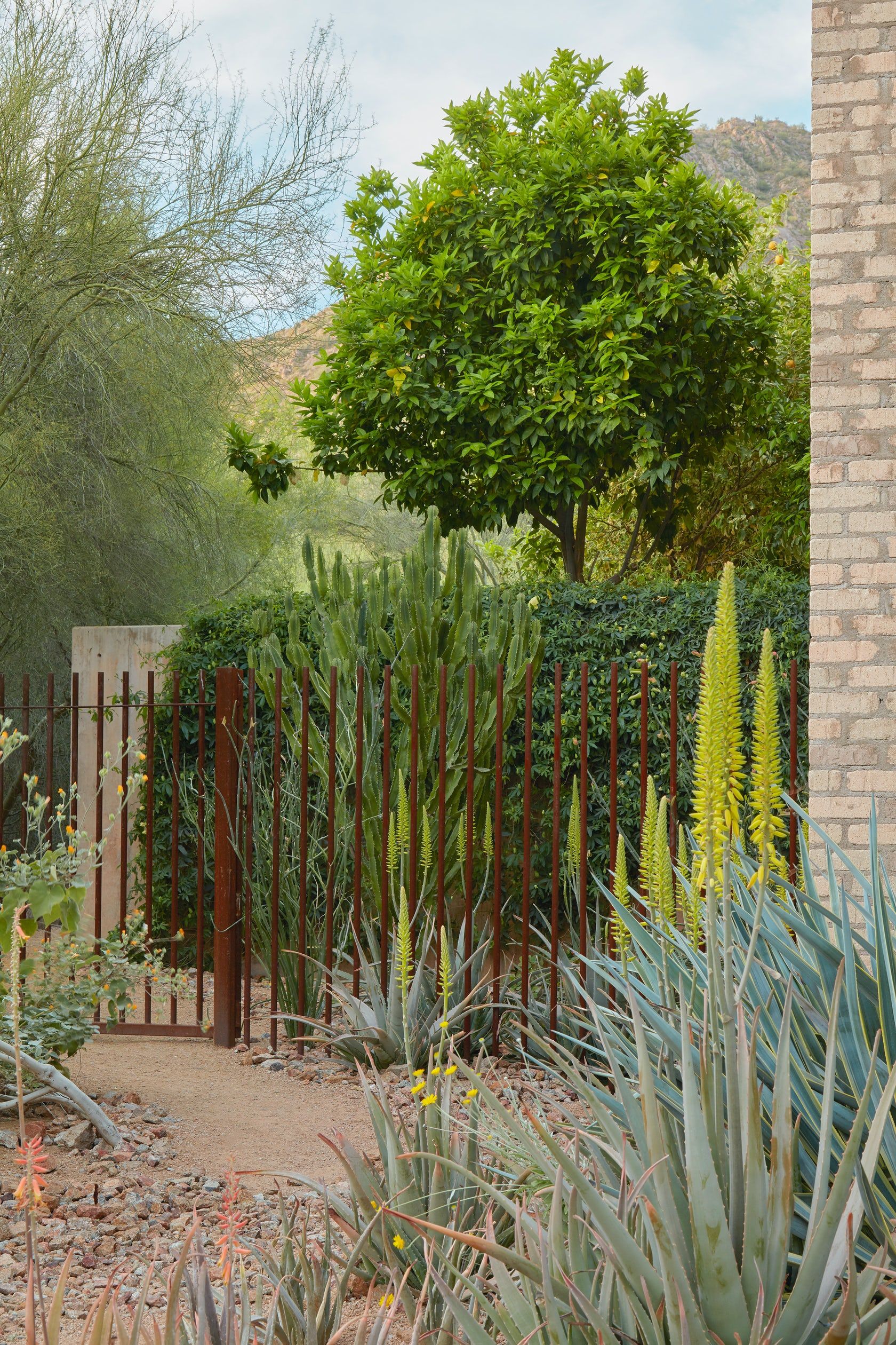 沙漠梦幻家园 | Camelback 山丘的生态景观设计-35