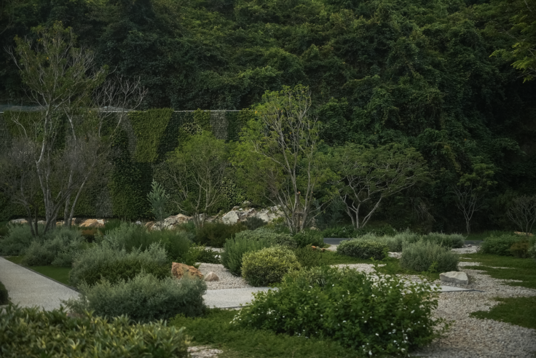 山岚褶皱处的寂静生长|阿那亚三亚景观秘境诗学-245