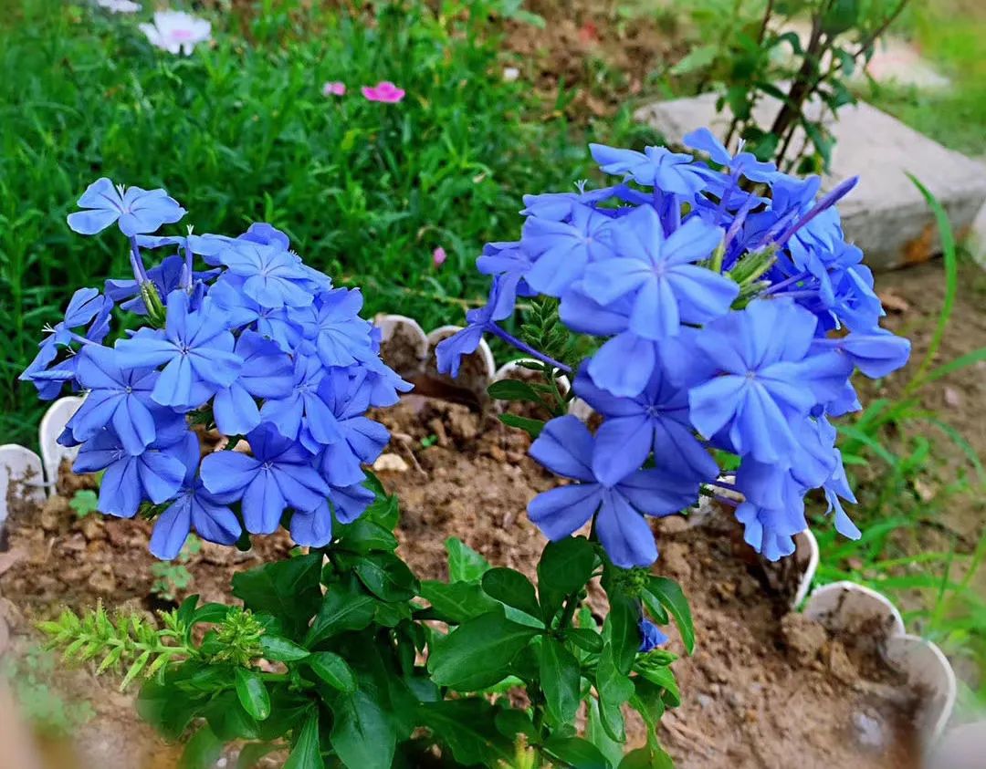 疫情下的自然憧憬 | 打造属于自己的一方花园天地-60