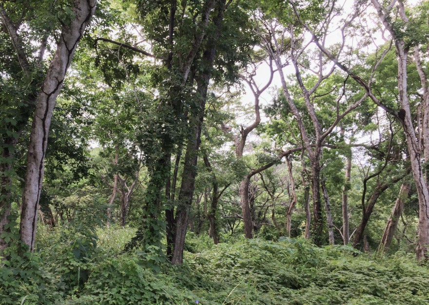 丨尼加拉瓜里瓦斯丨015 DE — Studio Jakob Sellaoui-6