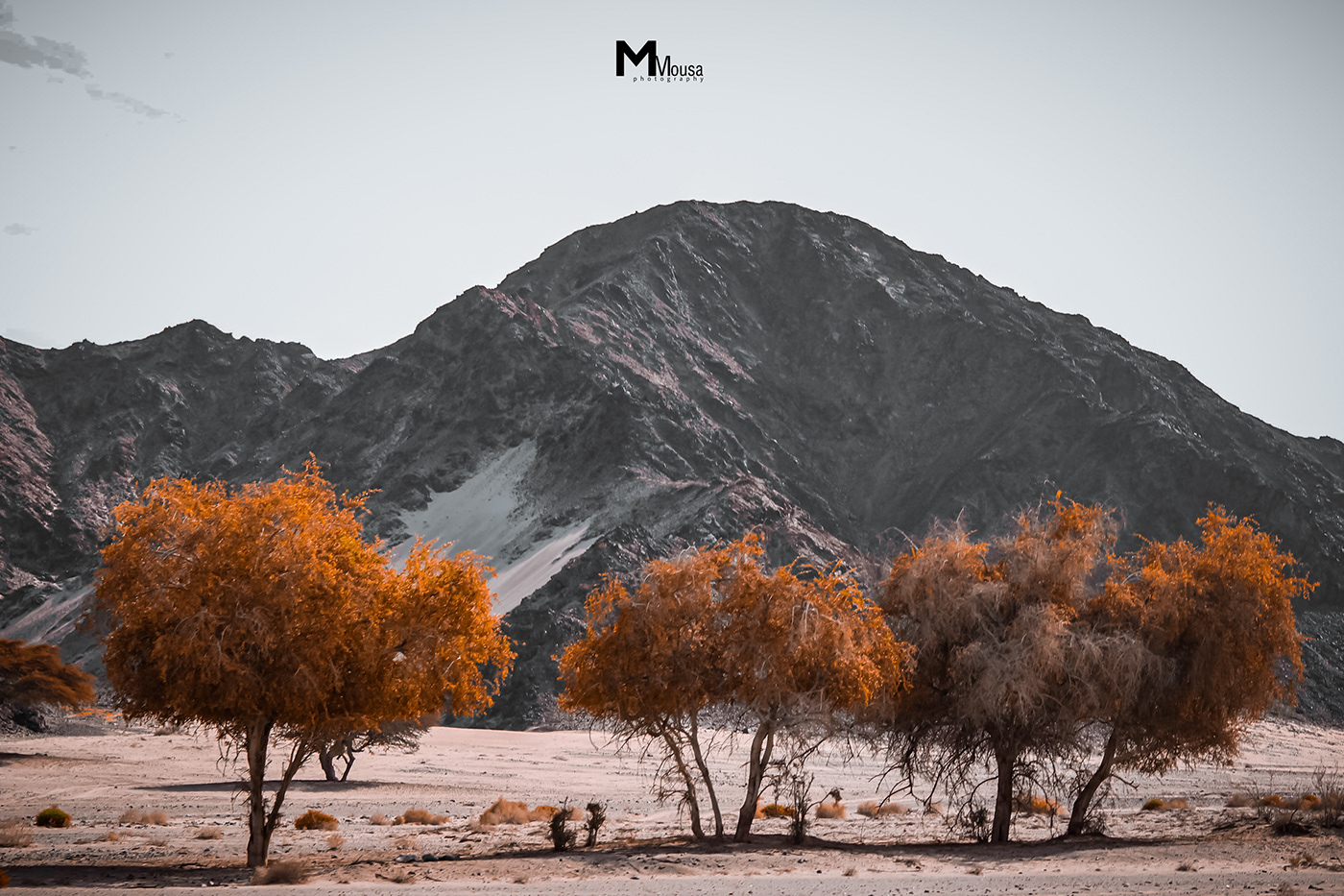 Nature in Wadi El Gemal Reserve-4